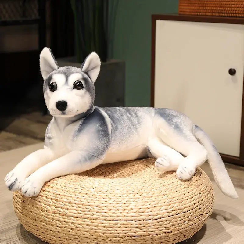 peluche husky allongé